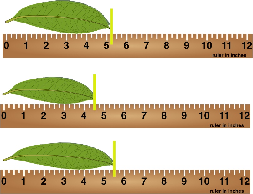 Measuring leaves with rulers that have quarter intervals.
